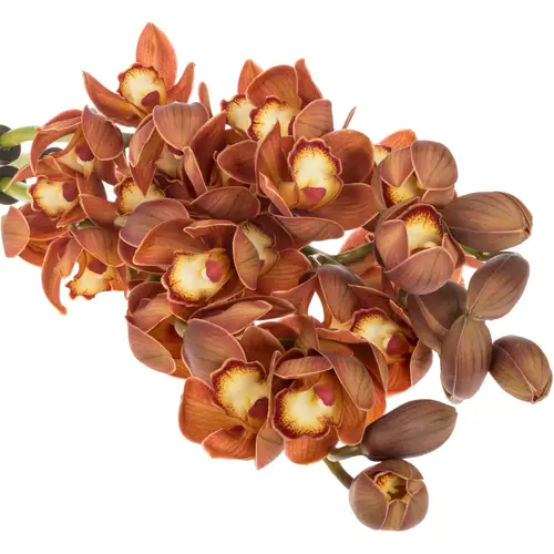 Mini Cymbidium orange Campfire 60cm 12+Blüte