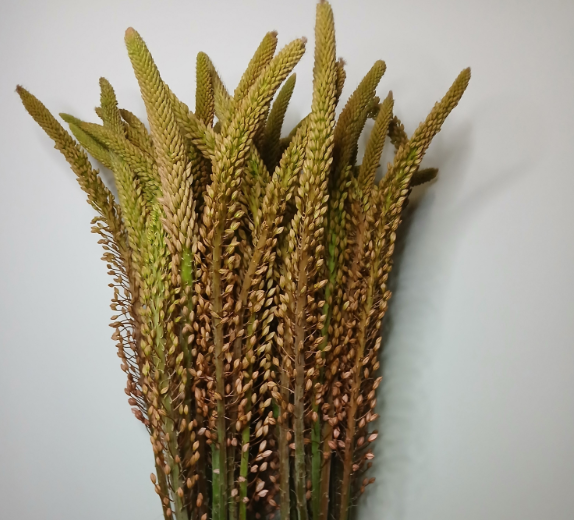 Eremurus hell rosa Macarena 90cm