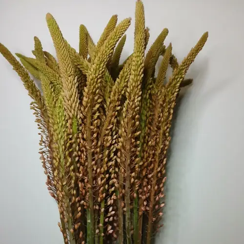 Eremurus hell rosa Macarena 90cm