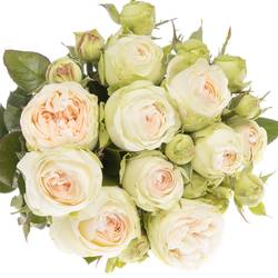 Rose Freiland apricot/creme Lorena Summer 2+Blüte 40cm