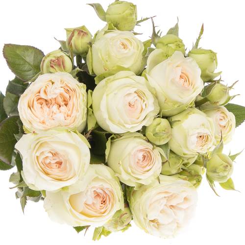 Rose Freiland apricot/creme Lorena Summer 2+Blüte 40cm