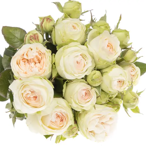 Rose Freiland apricot/creme Lorena Summer 2+Blüte 40cm