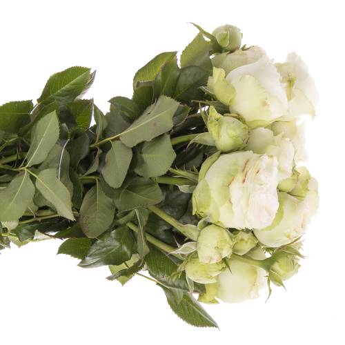 Rose Freiland apricot/creme Lorena Summer 2+Blüte 40cm