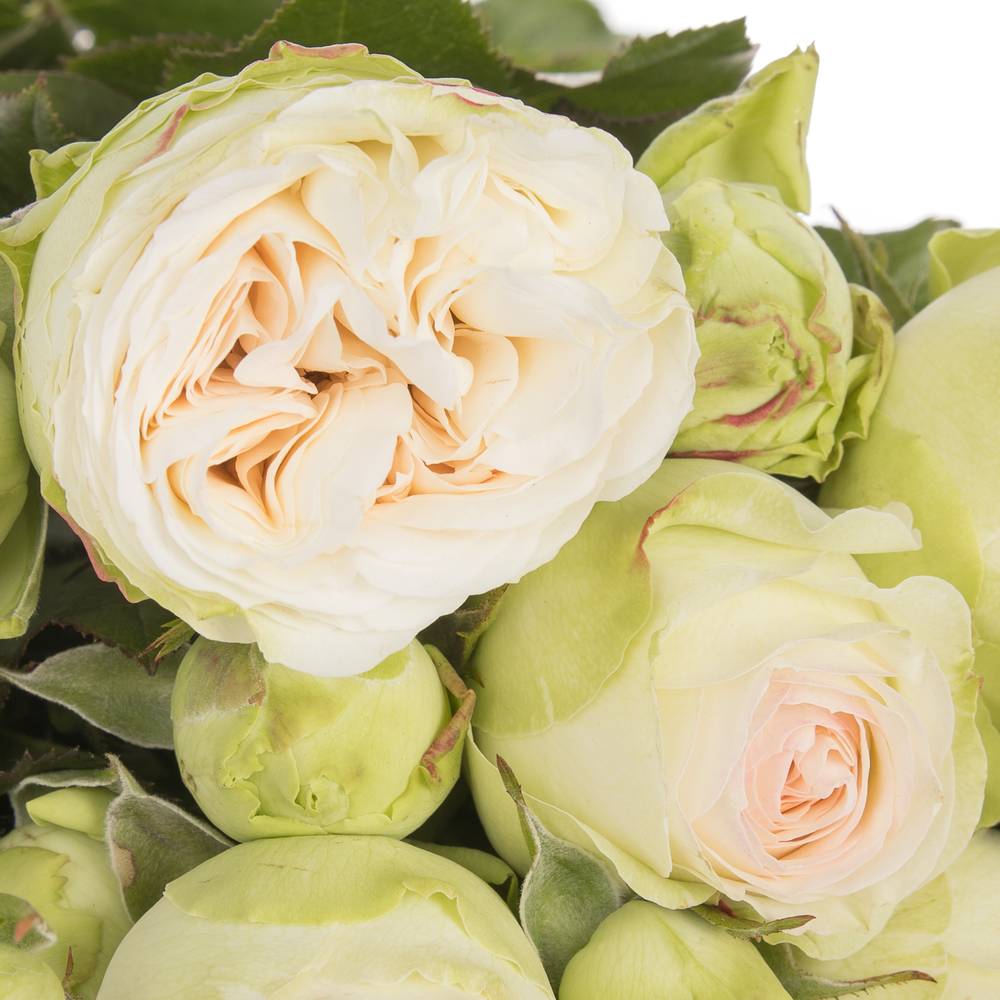Rose Freiland apricot/creme Lorena Summer 2+Blüte 40cm