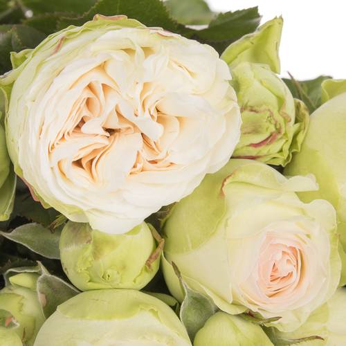 Rose Freiland apricot/creme Lorena Summer 2+Blüte 40cm