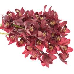 Mini Cymbidium rot Valerie 50cm 10+Blüte