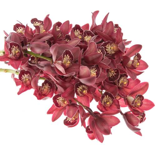 Mini Cymbidium rot Valerie 50cm 10+Blüte
