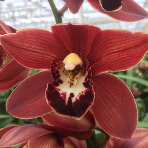 Mini Cymbidium rot Valerie 50cm 10+Blüte