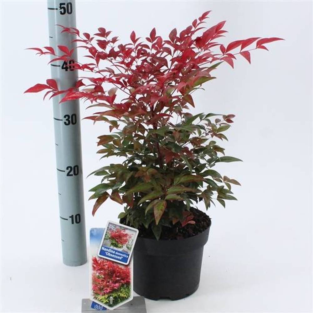 Nandina Domestica T17 H35