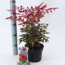 Nandina Domestica T17 H35