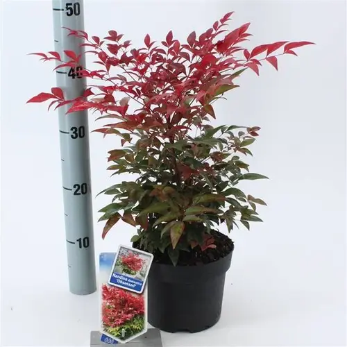 Nandina Domestica T17 H35