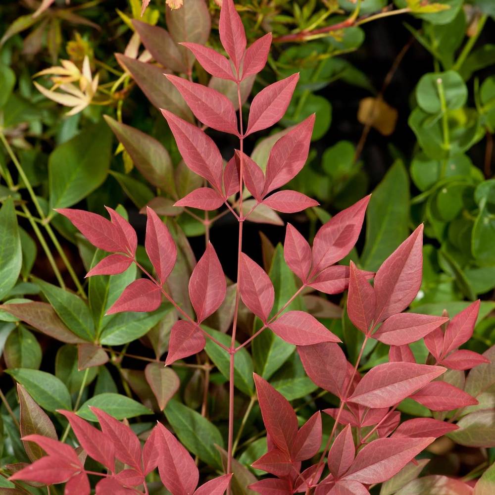 Nandina Domestica T17 H35