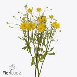 Ranunkel gelb  Natura Moderna Proxima S 70cm