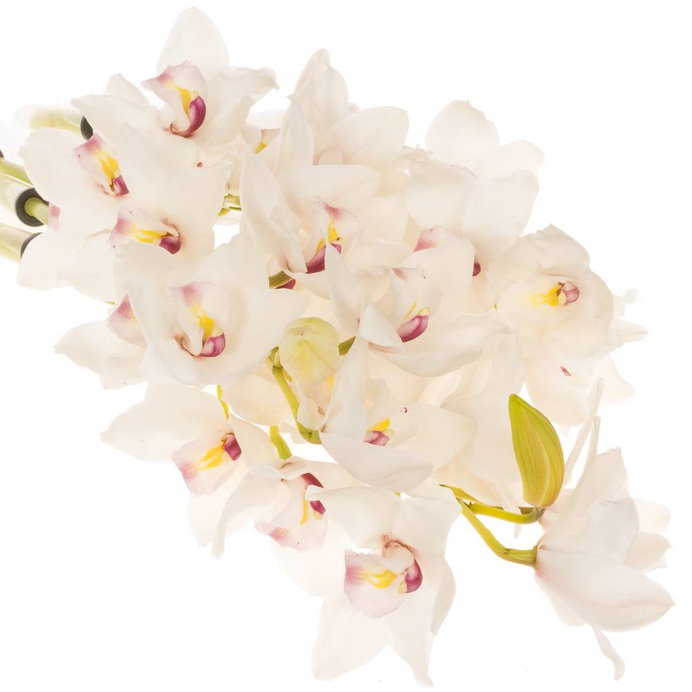 Cymbidium weiss Dos Pueblos 60cm 8+Blüte