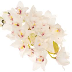 Cymbidium weiss Dos Pueblos 60cm 8+Blüte