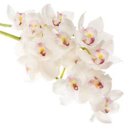 Cymbidium weiss Dos Pueblos 60cm 9+Blüte