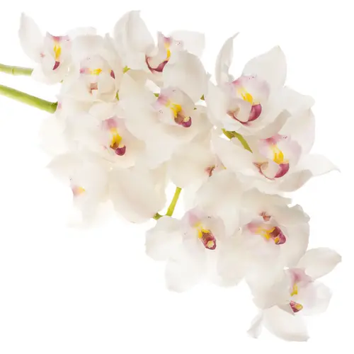 Cymbidium weiss Dos Pueblos 60cm 9+Blüte