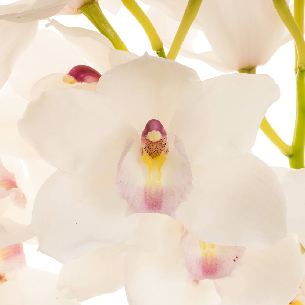 Cymbidium weiss Dos Pueblos 60cm 8+Blüte
