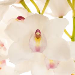 Cymbidium weiss Dos Pueblos 60cm 8+Blüte