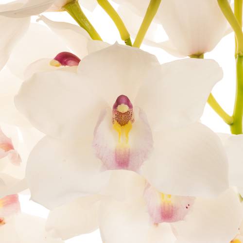 Cymbidium weiss Dos Pueblos 60cm 8+Blüte