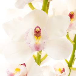 Cymbidium weiss Dos Pueblos 60cm 9+Blüte