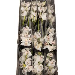 Cymbidium weiss Dos Pueblos 60cm 8+Blüte
