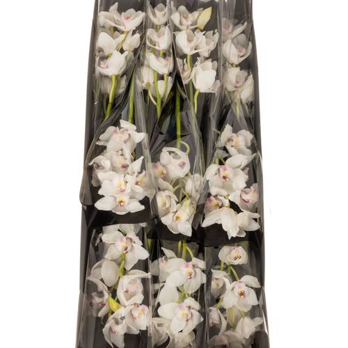 Cymbidium weiss Dos Pueblos 60cm 8+Blüte
