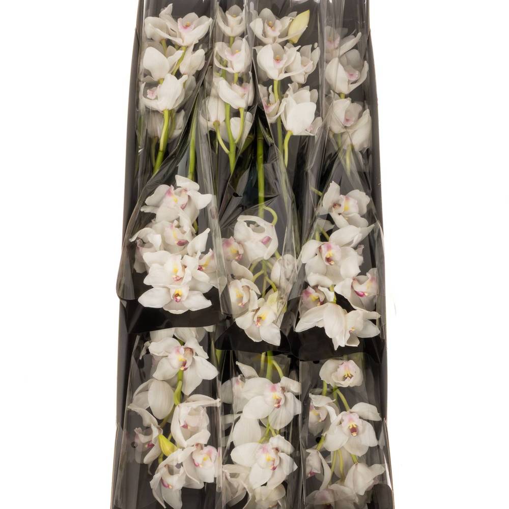 Cymbidium weiss Dos Pueblos 60cm 9+Blüte
