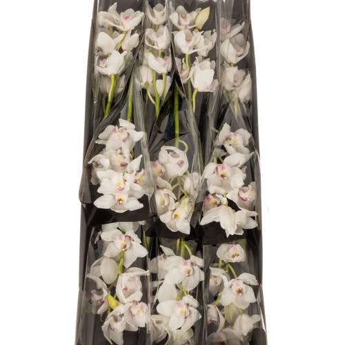 Cymbidium weiss Dos Pueblos 60cm 9+Blüte