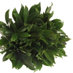 Lorbeerschnitt  50cm