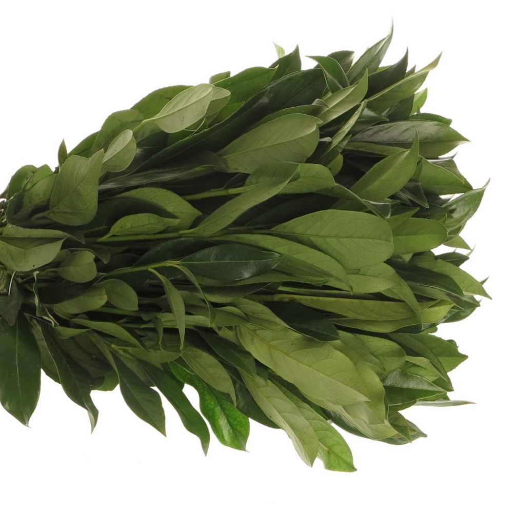 Lorbeerschnitt  50cm