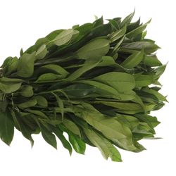 Lorbeerschnitt  50cm