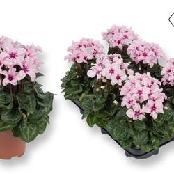 Cyclame rosa Illusia T10,5 H025