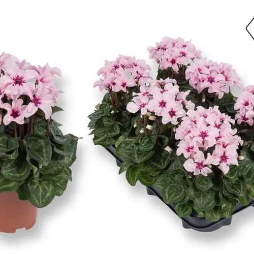 Cyclame rosa Illusia T10,5 H025