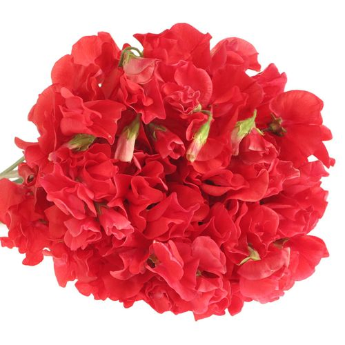 Wicken rot 35cm