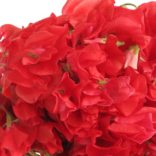 Wicken rot 35cm