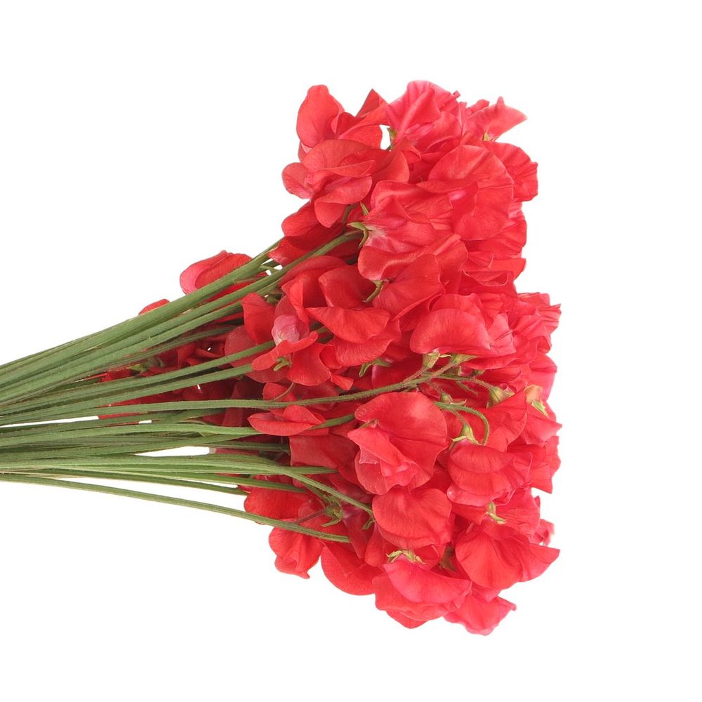 Wicken rot 35cm