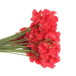 Wicken rot 35cm