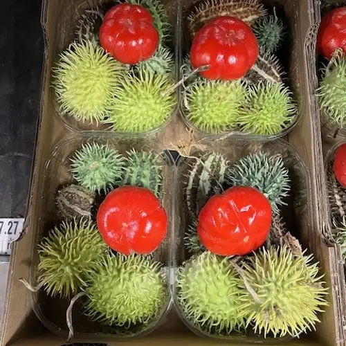 Cucumis mix