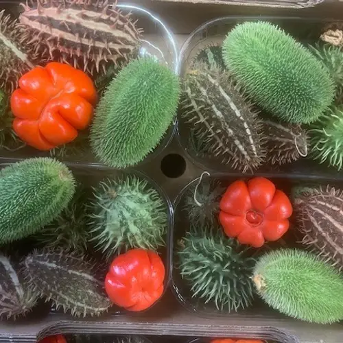 Cucumis mix
