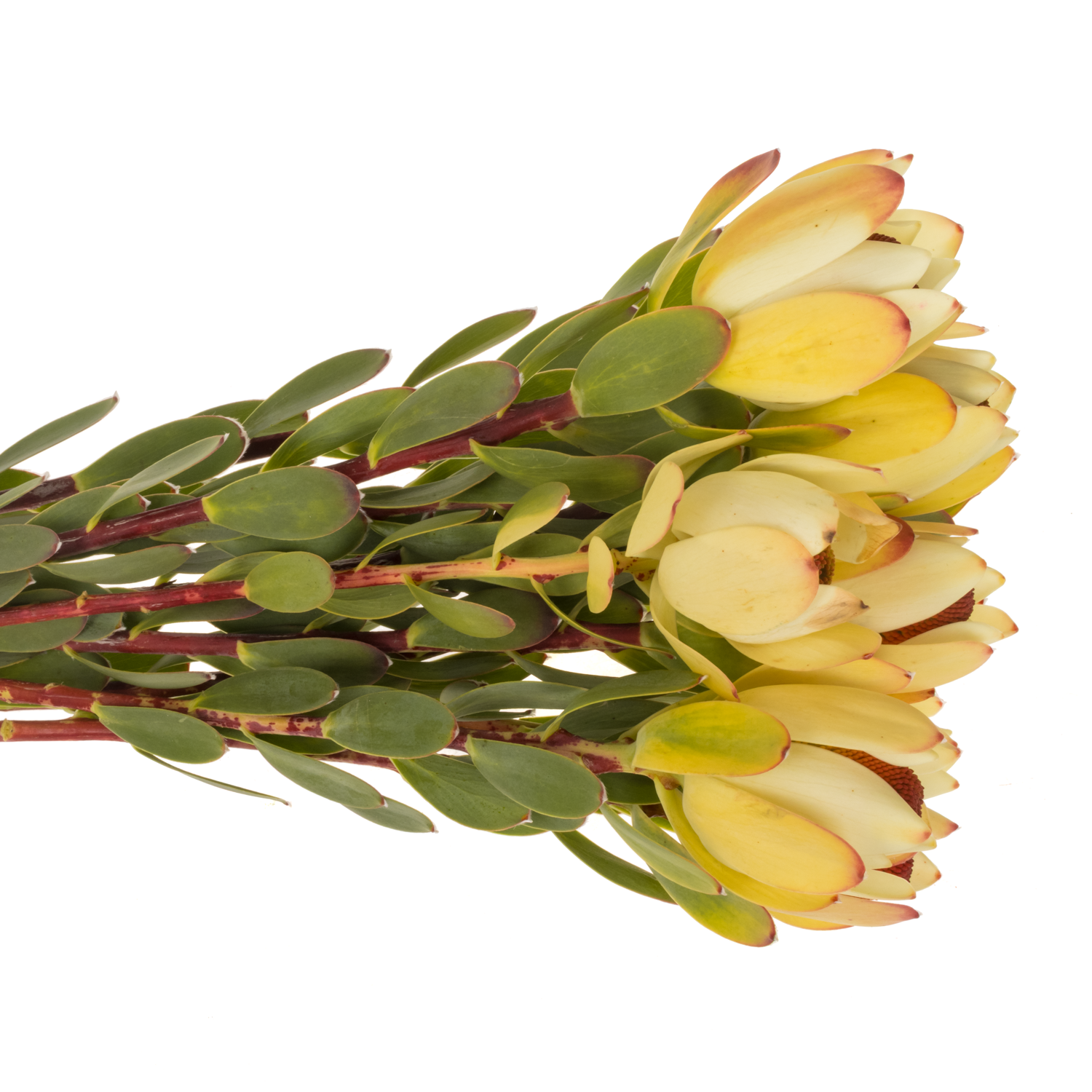 Leucadendron rot Pom Pom 50cm