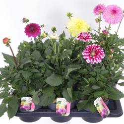 Dahlia mix Pompon T17 H040