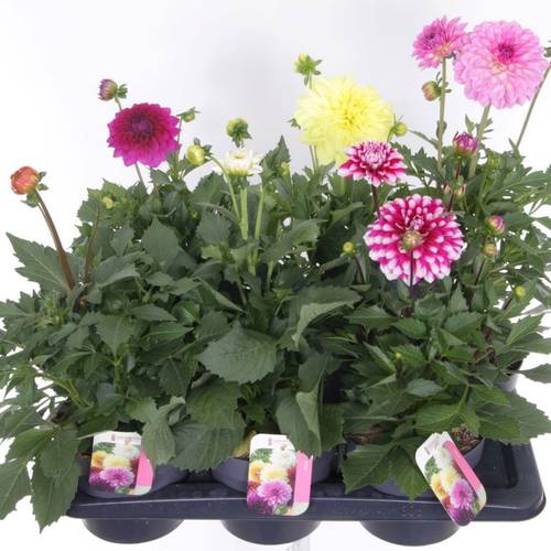 Dahlia mix Pompon T17 H040