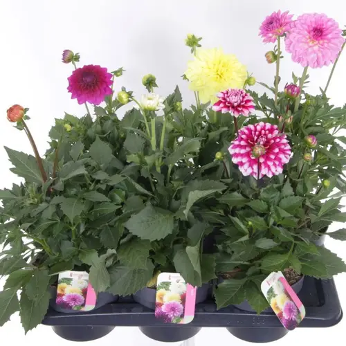 Dahlia mix Pompon T17 H040