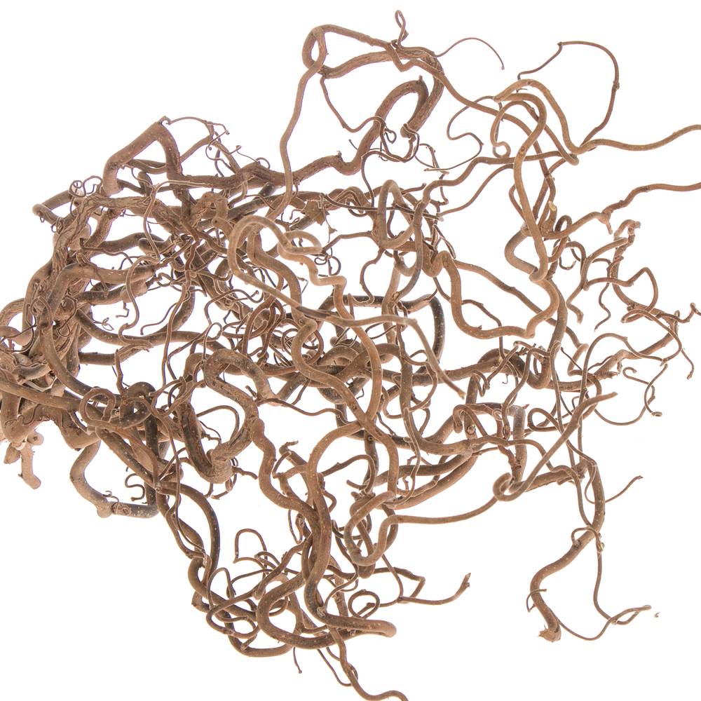 Coryllus braun Contorta 90cm 2 Jahrig