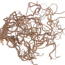 Coryllus braun Contorta 90cm 2 Jahrig