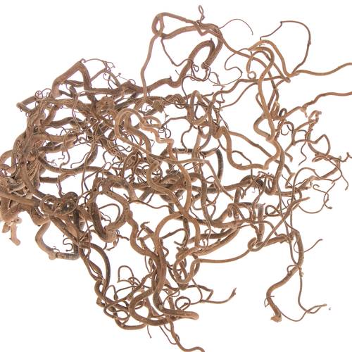Coryllus braun Contorta 90cm 2 Jahrig