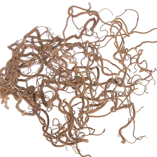 Coryllus braun Contorta 90cm 2 Jahrig