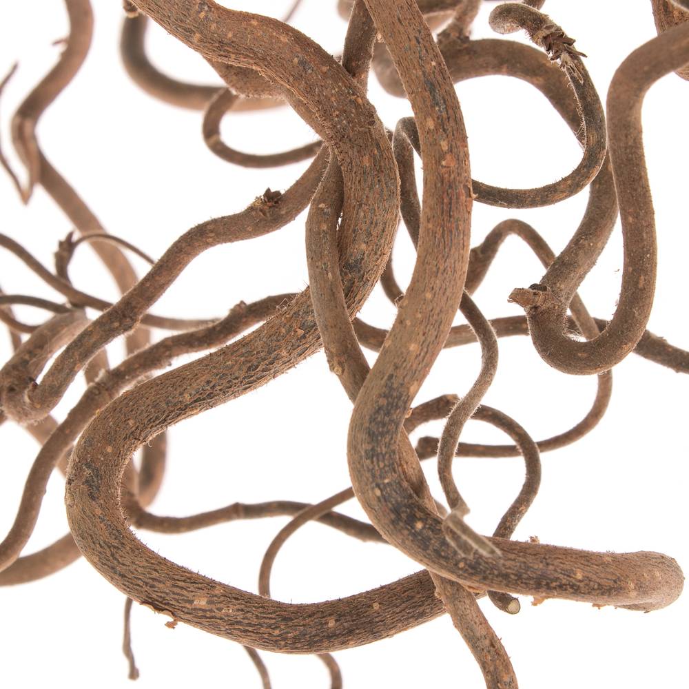 Coryllus braun Contorta 90cm 2 Jahrig