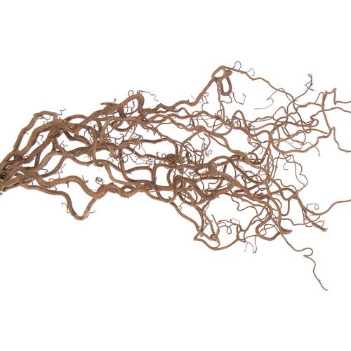 Coryllus braun Contorta 90cm 2 Jahrig